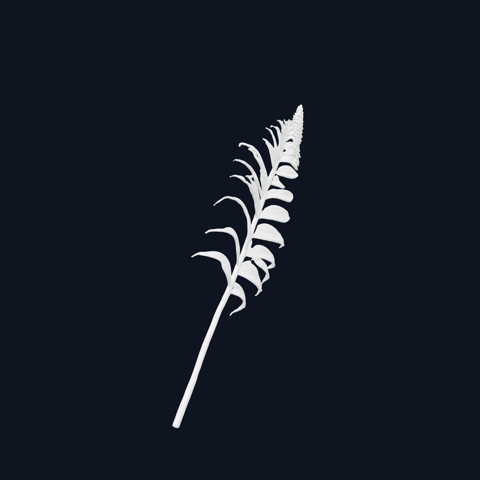 Fern Leaf Model Pack  Detailed Botanical Model for Realistic Renderings